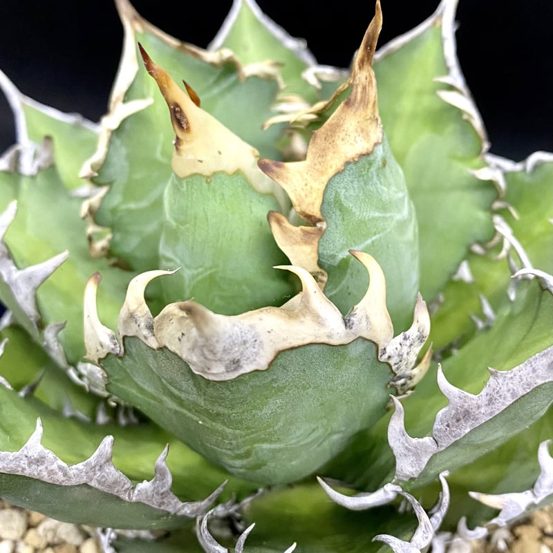 アガベ チタノタ agave ゴリ猫 レッドキャットウィーズル 赤猫 紅猫 ...