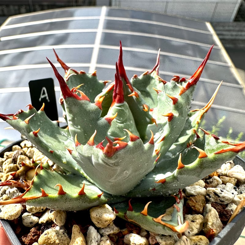 極レアハイブリッドアガベ「特青肌甲蟹×妖炎」Agave 極レアハイブリッドアガベ「特青肌甲蟹×妖炎」Agave
