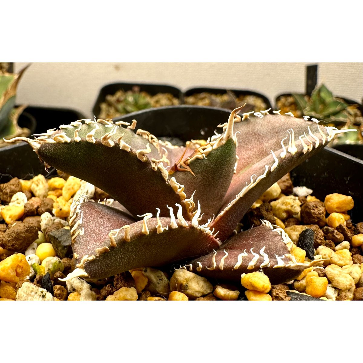 アガベ チタノタ 金剛 アガベ『金剛』 | Lucky Summer Agave