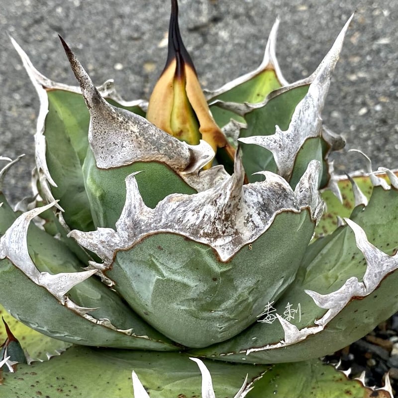 アガベ agave titanota チタノタ『巧克力之吻 チョコレートの