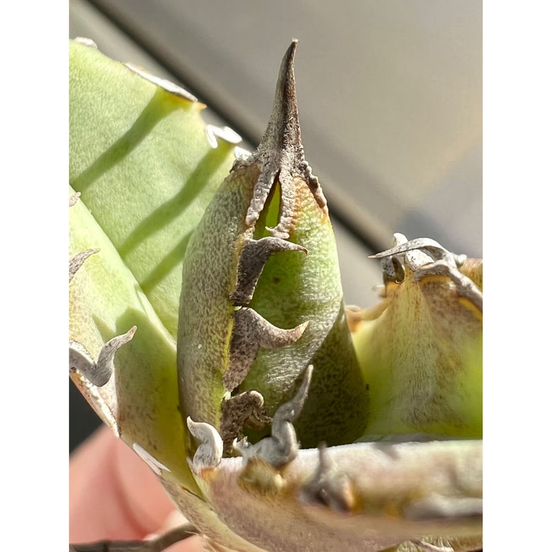 アガベ agave titanota チタノタ ノーネーム FO-076浅覆輪 アガベ agave titanota チタノタ ノーネーム FO-076浅覆輪
