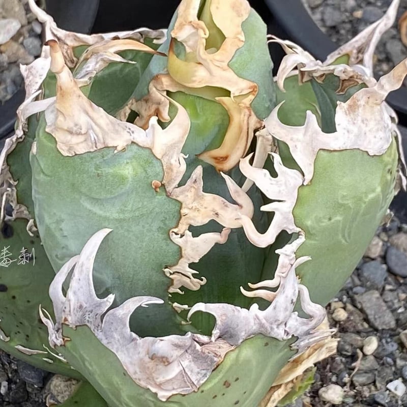 アガベ agave titanota チタノタ 超極上モンスター級ノーネーム アガベ agave titanota チタノタ 超極上モンスター級ノーネーム