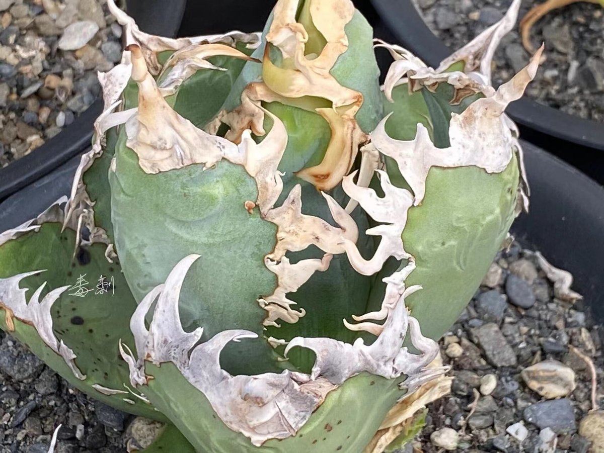 アガベ agave titanota チタノタ 超極上モンスター級ノーネーム | Lucky...