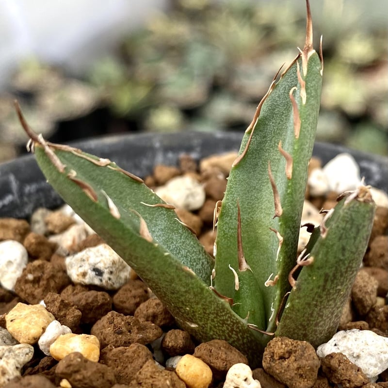 アガベ agave チタノタ titanota 鬼爪 雪峰 発根済み子株 | Lucky アガベ agave チタノタ titanota 鬼爪 雪峰 発根済み子株 | Lucky