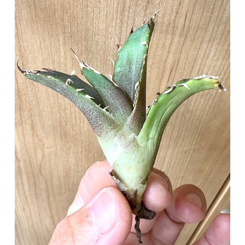 アガベ agave titanota チタノタ『金鯨』 | Lucky Summer Agave