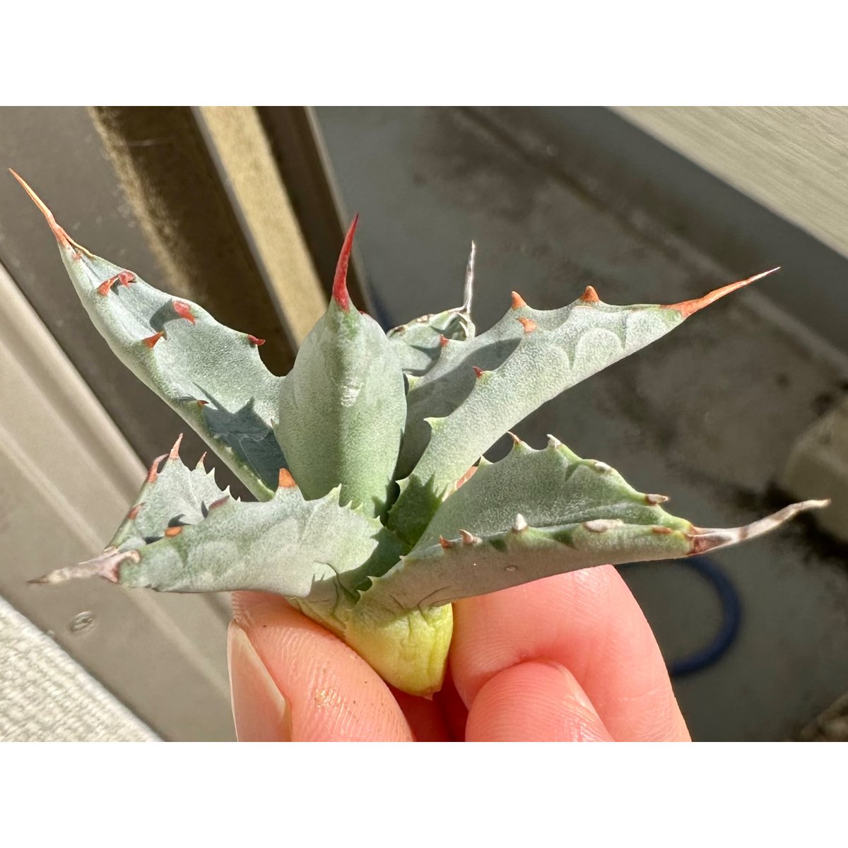 ユタエンシス×イシスメンシス【妖蟹】その1 ボタニカルファーム アガベ