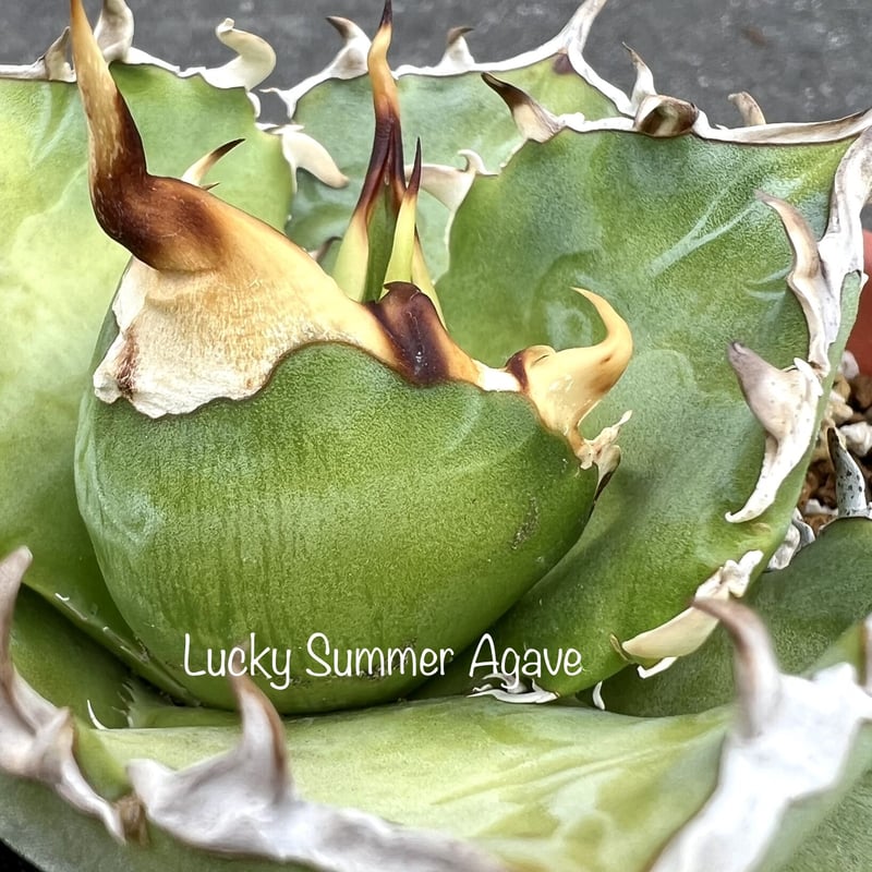 アガベ チタノタ “金鯨” 子株 台湾【Agave Titanota 金鯨】オテロイ アガベ チタノタ “金鯨” 子株 台湾【Agave Titanota 金鯨】オテロイ