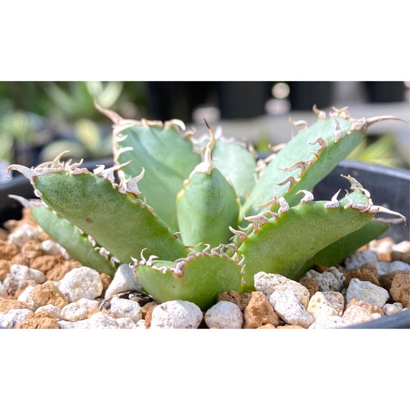 アガベ マクロアカンサゴールデンフィンガー'Golden finger'