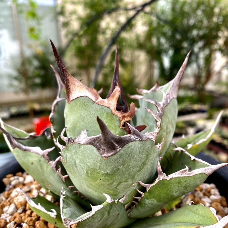 アガベ チタノタ agave titanota 鳳凰 発根済み極上棘子株 アガベ チタノタ agave titanota 鳳凰 発根済み極上棘子株