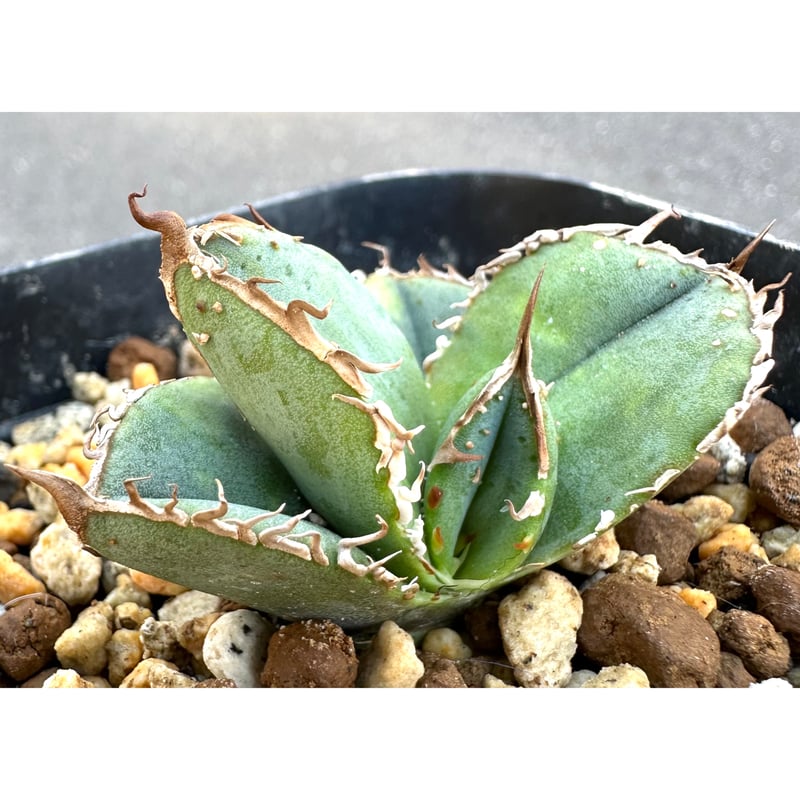 M*t様 アガベ　チタノタ　Mesmerizing Spines-E ブツブツ系 M*t様 アガベ チタノタ Mesmerizing Spines-E ブツブツ系 アガベ