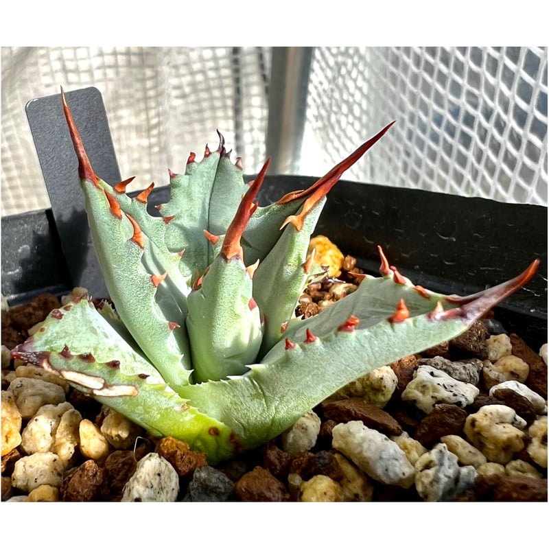 極レアハイブリッドアガベ「特青肌甲蟹×妖炎」Agave アガベ hyd青肌甲蟹×妖炎 ハイブリッド実生 - メルカリ