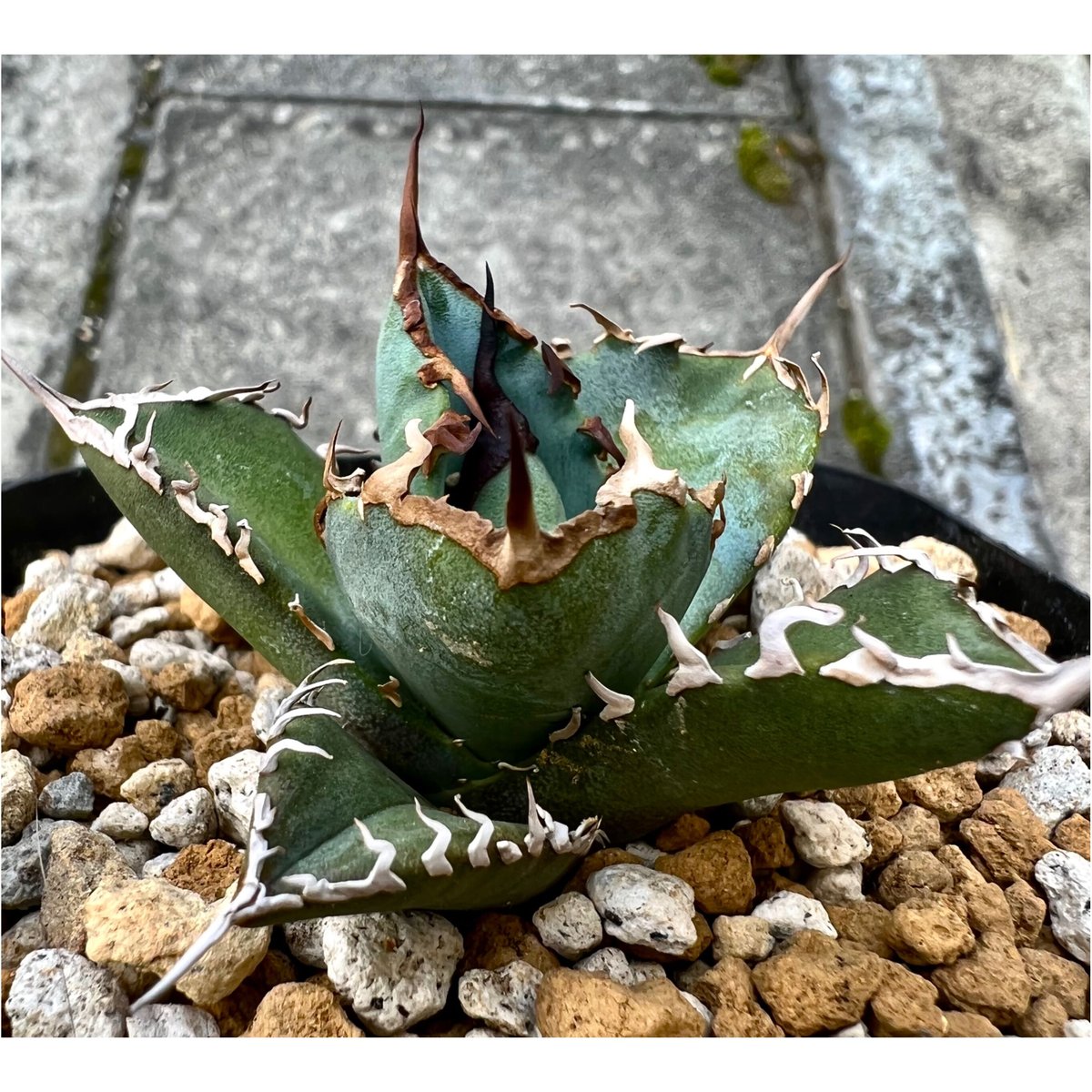 アガベ チタノタ 黒羽毛