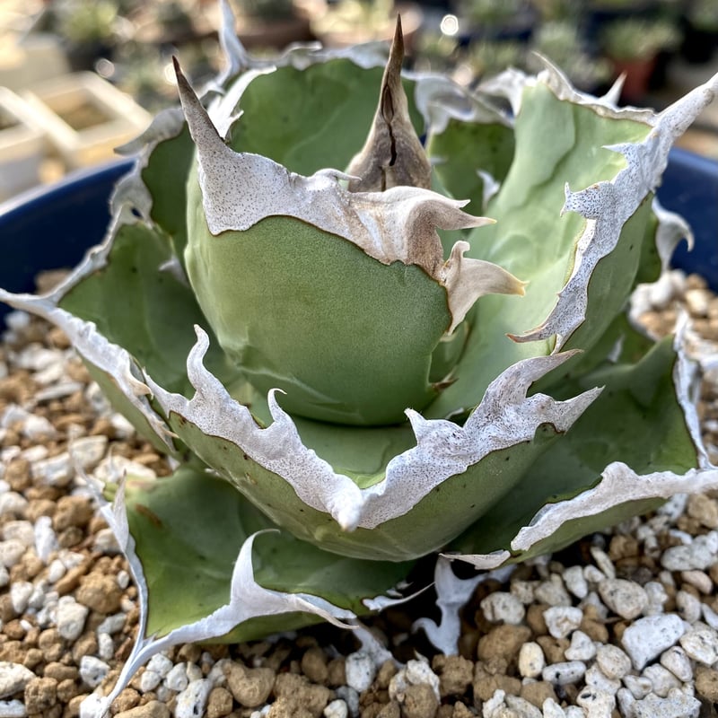 Agave 螃蟹 アガベ カニ 発根済み