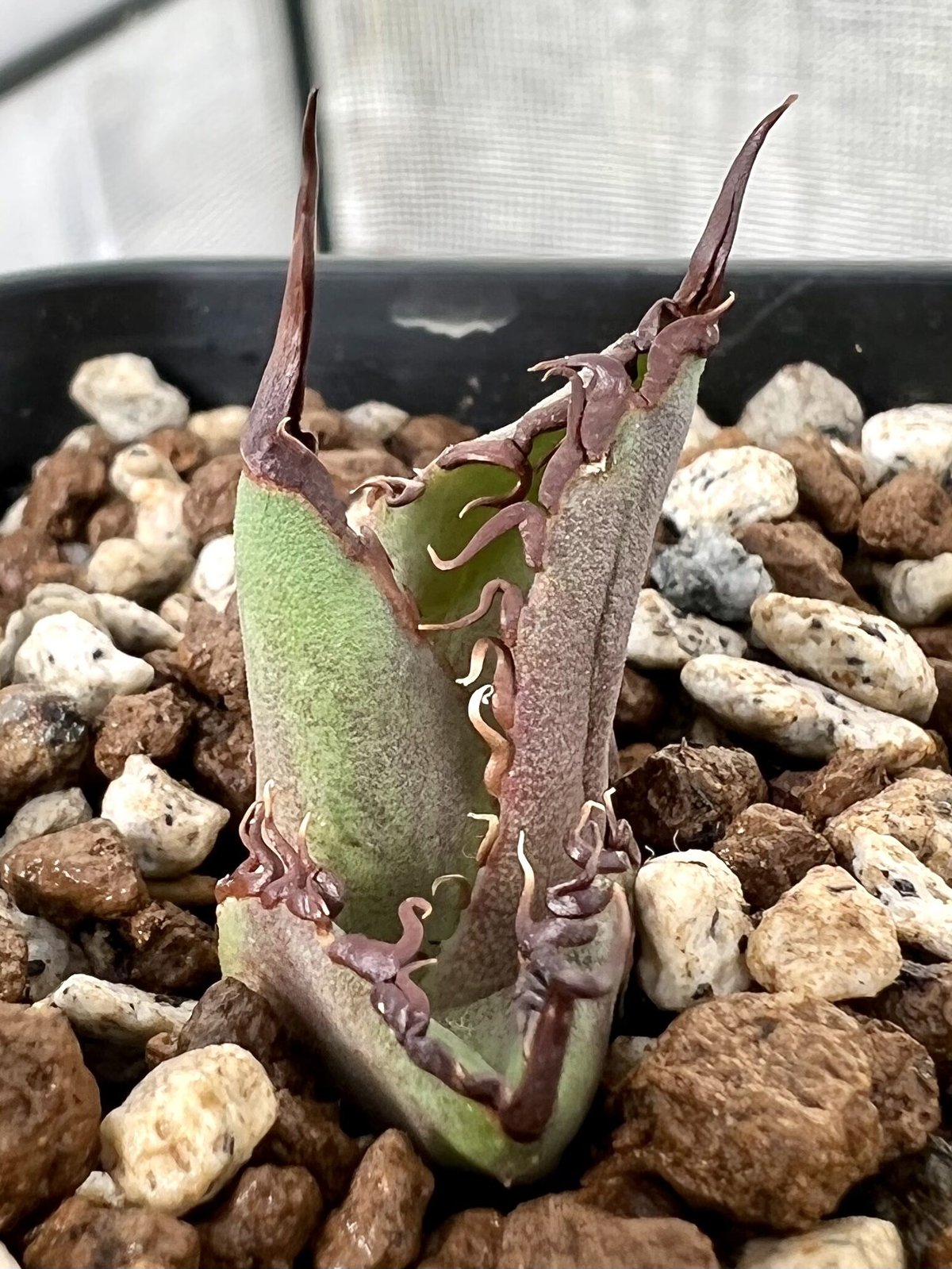 アガベ agave チタノタ titanota『大鋼牙 白排棘』 発根済み子株 | Luck