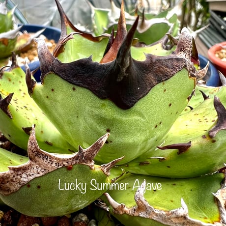 CATEGORY 激レアアガベ | Lucky Summer Agave CATEGORY 激レアアガベ | Lucky Summer Agave