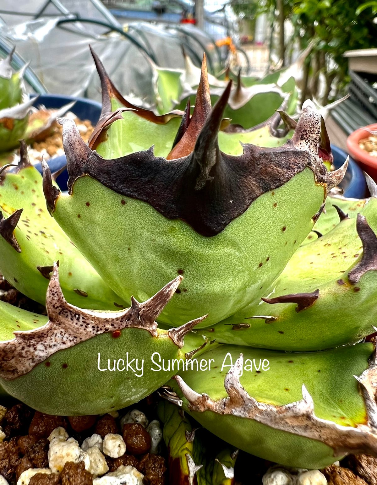 アガベ『鳳凰』 | Lucky Summer Agave アガベ『鳳凰』 | Lucky Summer Agave