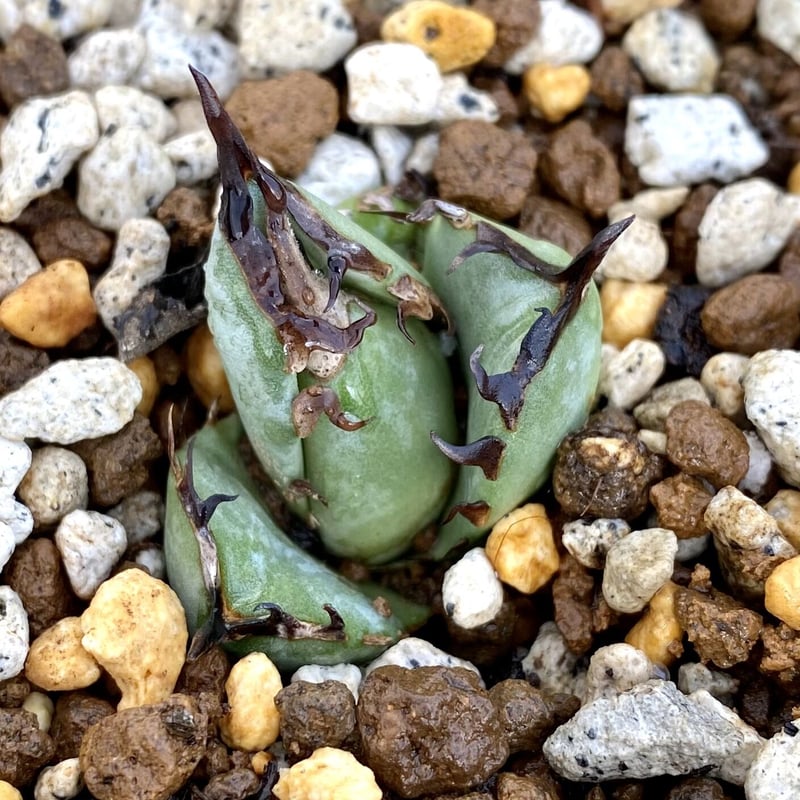 アガベ agave チタノタ titanota 鳳凰 発根済み厳選子株 | Lucky アガベ agave チタノタ titanota 鳳凰 発根済み厳選子株 | Lucky