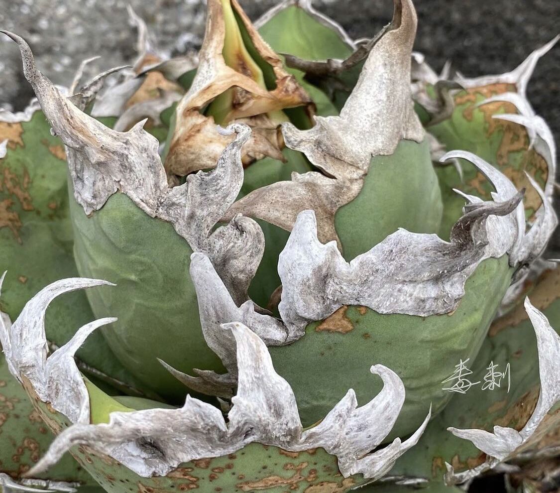 アガベ チタノタ シーザー 子株 多肉植物 発根済み