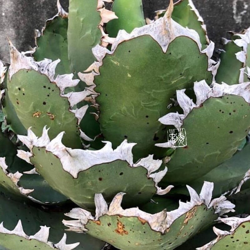 アガベ agave チタノタ titanota『大鋼牙 白排棘』極上濃厚棘 アガベ agave チタノタ titanota『大鋼牙 白排棘』極上濃厚棘