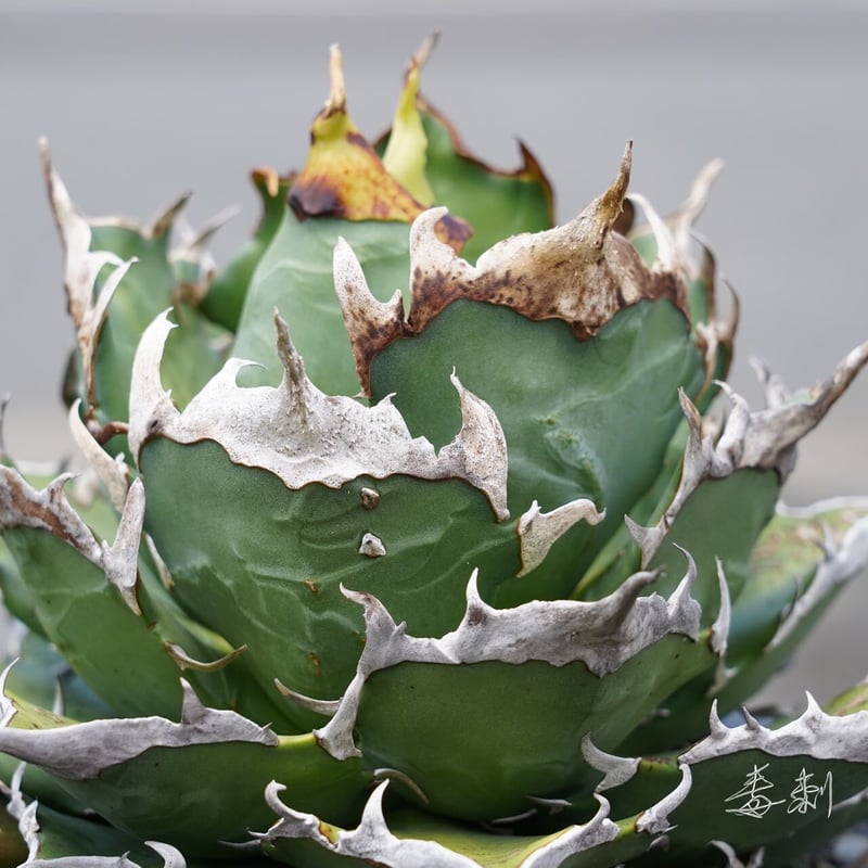希少】アガベ 鬼之刃 agave titanota チタノタ 発根済み 【公式通販】