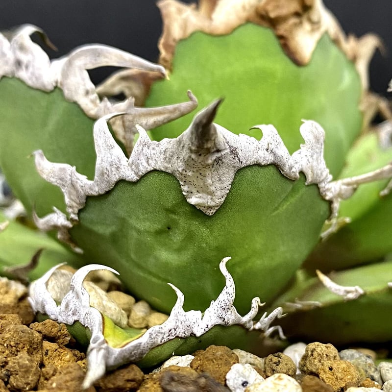 アガベ agave チタノタ titanota シーザー凱撒 | Lucky Summer アガベ agave チタノタ titanota シーザー凱撒 | Lucky Summer