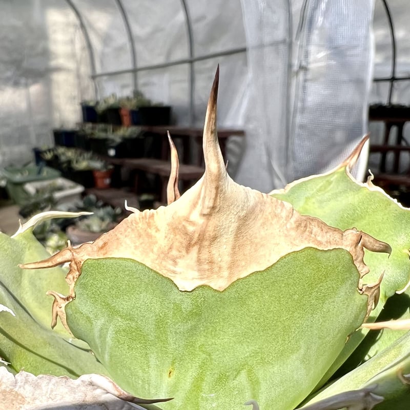 アガベ agave titanota チタノタ『ブラックパンサー 黒豹』 | Lucky Su