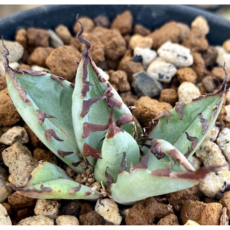 アガベ agave チタノタ titanota 黒鯨 極上陽炎黒棘子株 | Lucky アガベ agave チタノタ titanota 黒鯨 極上陽炎黒棘子株 | Lucky