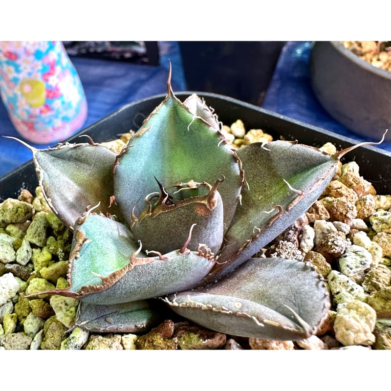 大株❗️アガベ　チタノタ　黒豹　ブラックパンサー ブラックパンサー》アガベ『チタノタ 黒豹』4号(12cm)鉢 #636