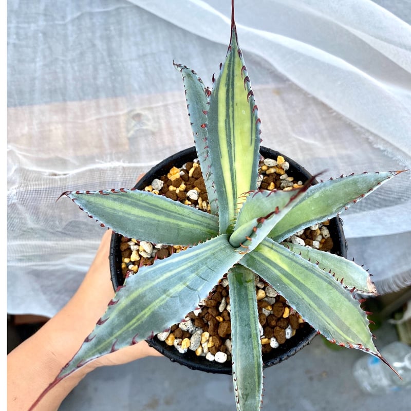 アガベ agave 屈原の舞扇縞斑 子株 | Lucky Summer Agave アガベ agave 屈原の舞扇縞斑 子株 | Lucky Summer Agave