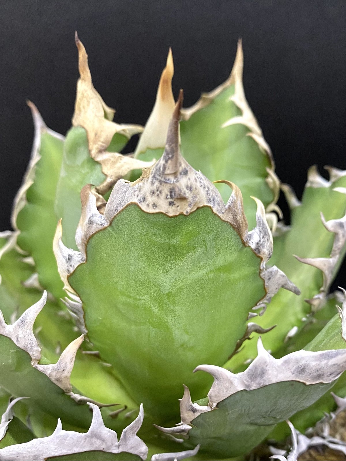 アガベ チタノタ agave ゴリ猫 レッドキャットウィーズル 赤猫 紅猫