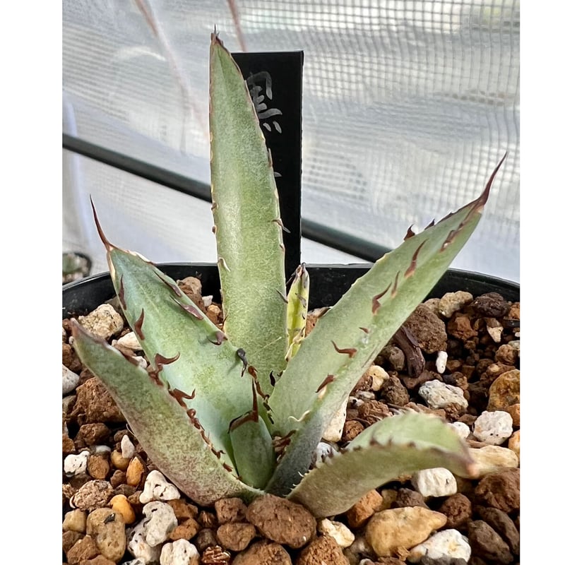 アガベ agave titanota チタノタ 『黒鯊』 | Lucky Summer Agave アガベ agave titanota チタノタ 『黒鯊』 | Lucky Summer Agave
