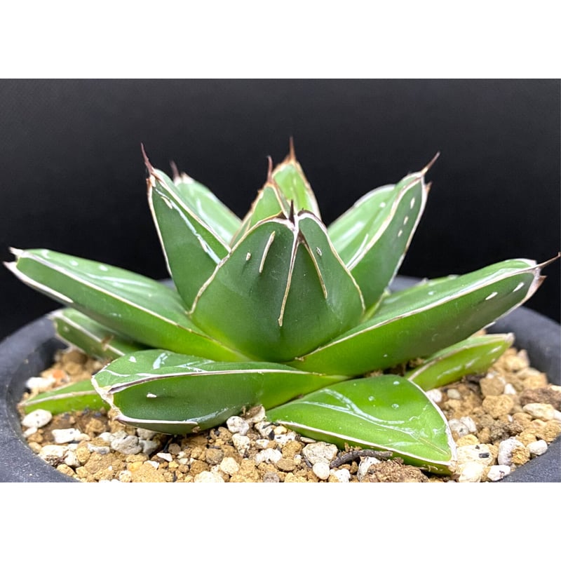 アガベ agave 笹の雪D型 | Lucky Summer Agave