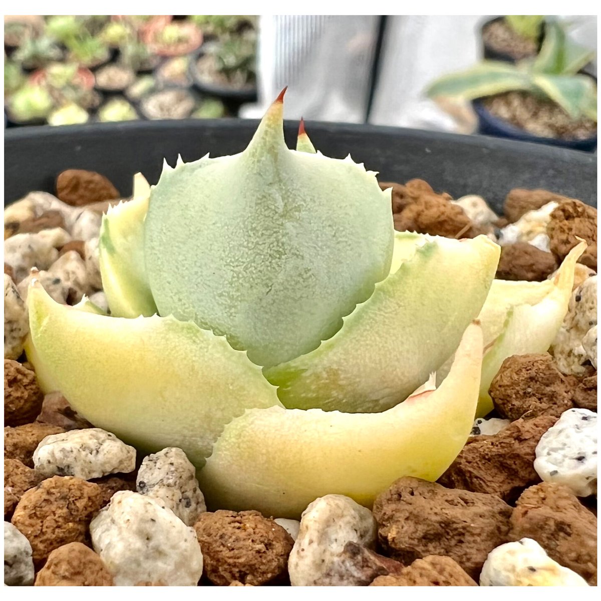 アガベ agave 『王妃雷神寬中斑』 発根済み | Lucky Summer Agave