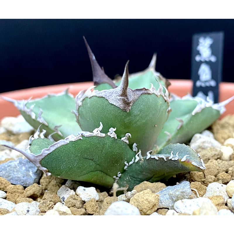 アガベ agave チタノタ titanota 鯊魚劍 | Lucky Summe