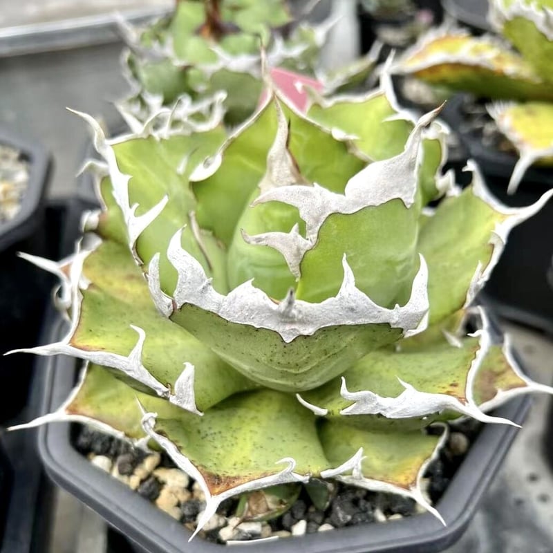 アガベ agave titanota チタノタ『鬼爪 雪峰 皮卡丘』 | Lucky アガベ agave titanota チタノタ『鬼爪 雪峰 皮卡丘』 | Lucky