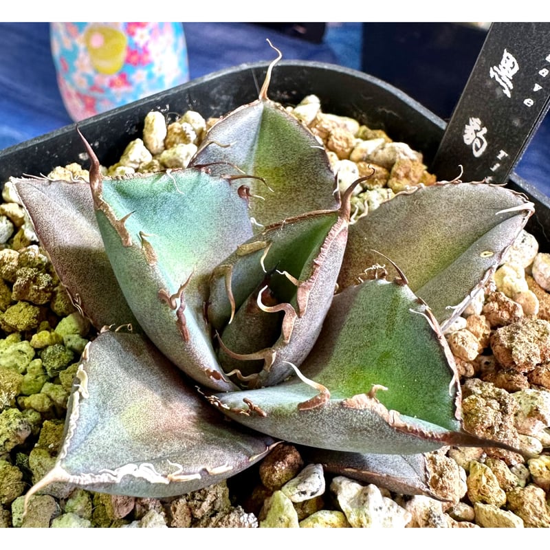 アガベ agave titanota チタノタ『ブラックパンサー 黒豹』 | Lucky Su