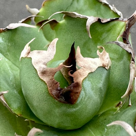 Lucky Summer Agave Lucky Summer Agave