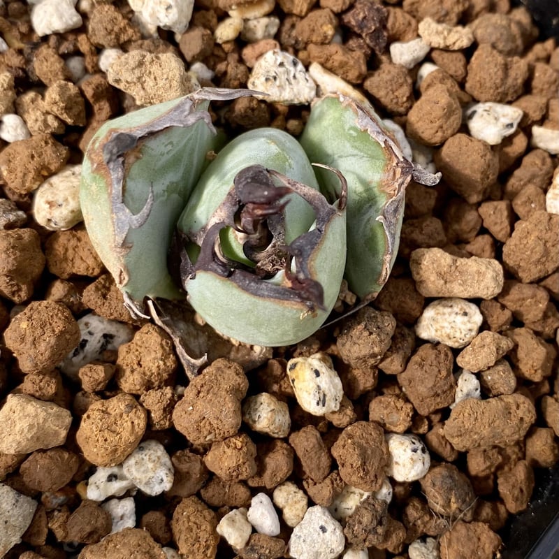 現品】アガベ チタノタ 螃蟹 カニ Agave 鉢付き