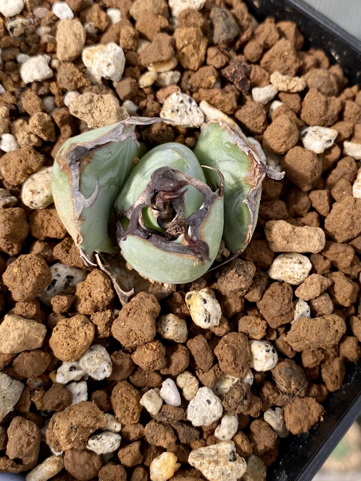 アガベ agave チタノタ titanota 螃蟹 カニ 発根済み子株 | Luck アガベ agave チタノタ titanota 螃蟹 カニ 発根済み子株 | Luck