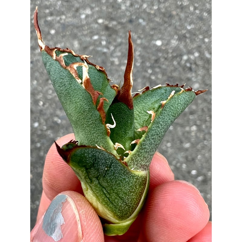 アガベ agave titanota チタノタ『羽毛』 厳選極上棘狂棘子株 | Lucky S 