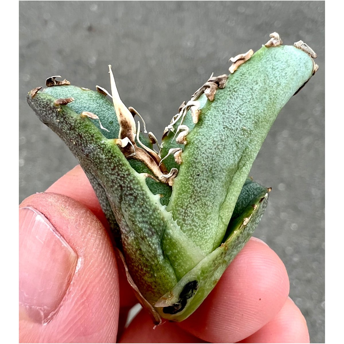 アガベ agave titanota 超極上モンスター級ノーネーム | Lucky アガベ agave titanota 超極上モンスター級ノーネーム | Lucky