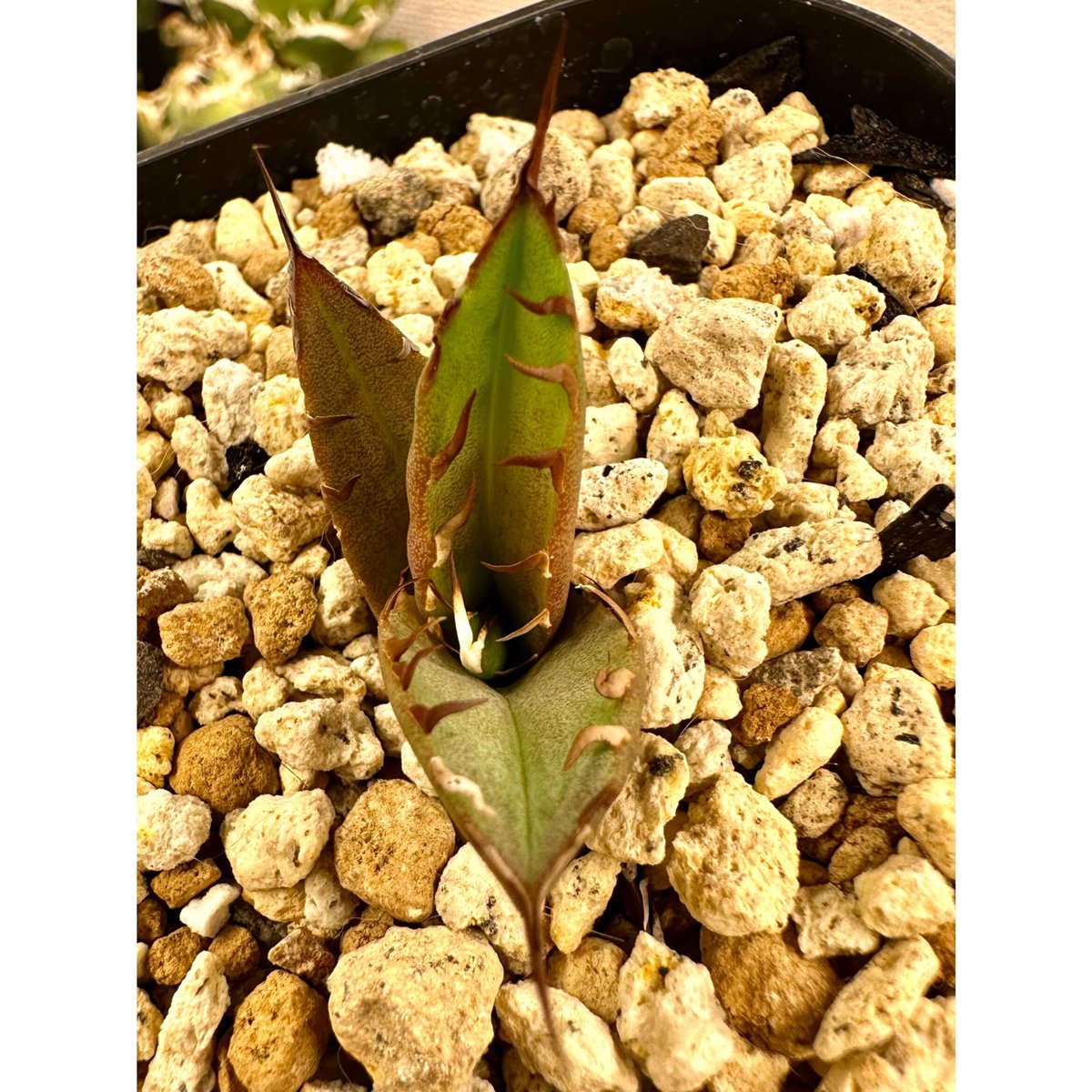アガベ 多肉植物 チタノタ Mesmerizing Spines-NB 超レア種発根済み狂