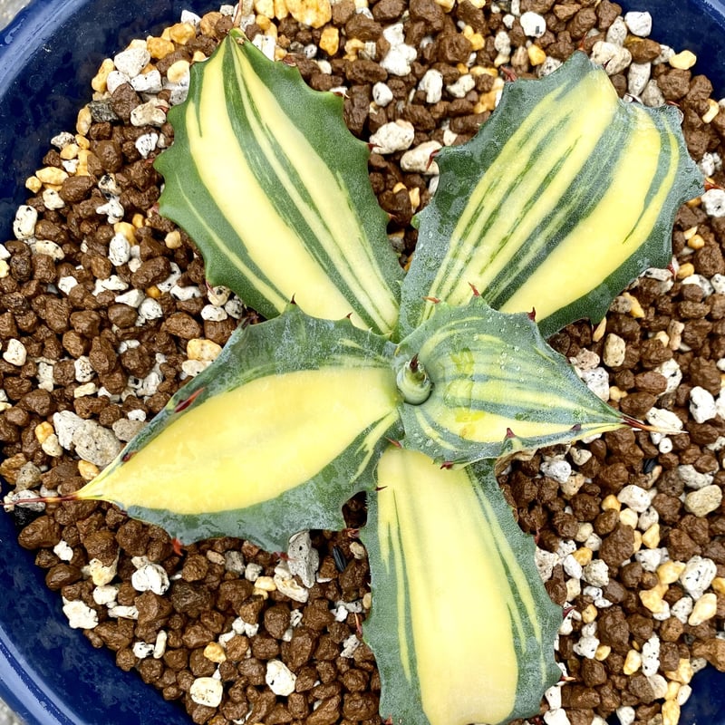 アガベ フェロックス錦 Agave salmiana var.ferox 'variegata