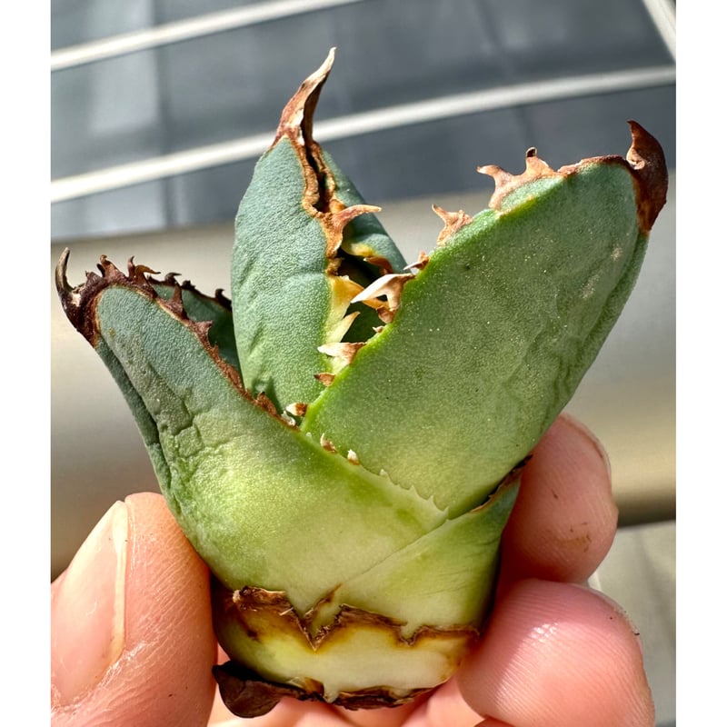 アガベ agave titanota チタノタ『巧克力之吻 チョコレートの