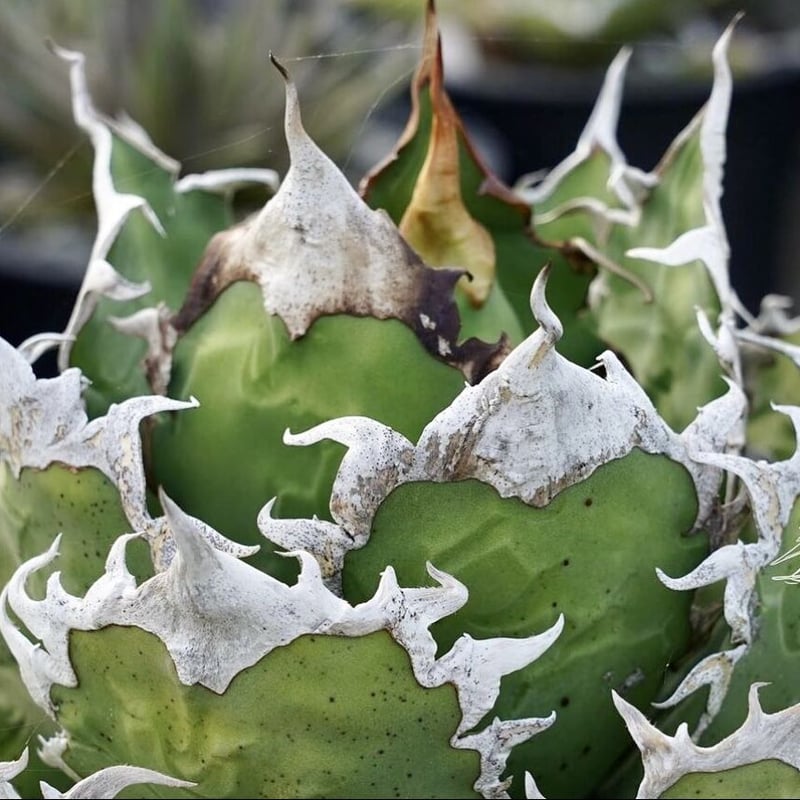 アガベ Mesmerizing Spines-NB ブツブツ 毒刺（子株） Yahoo