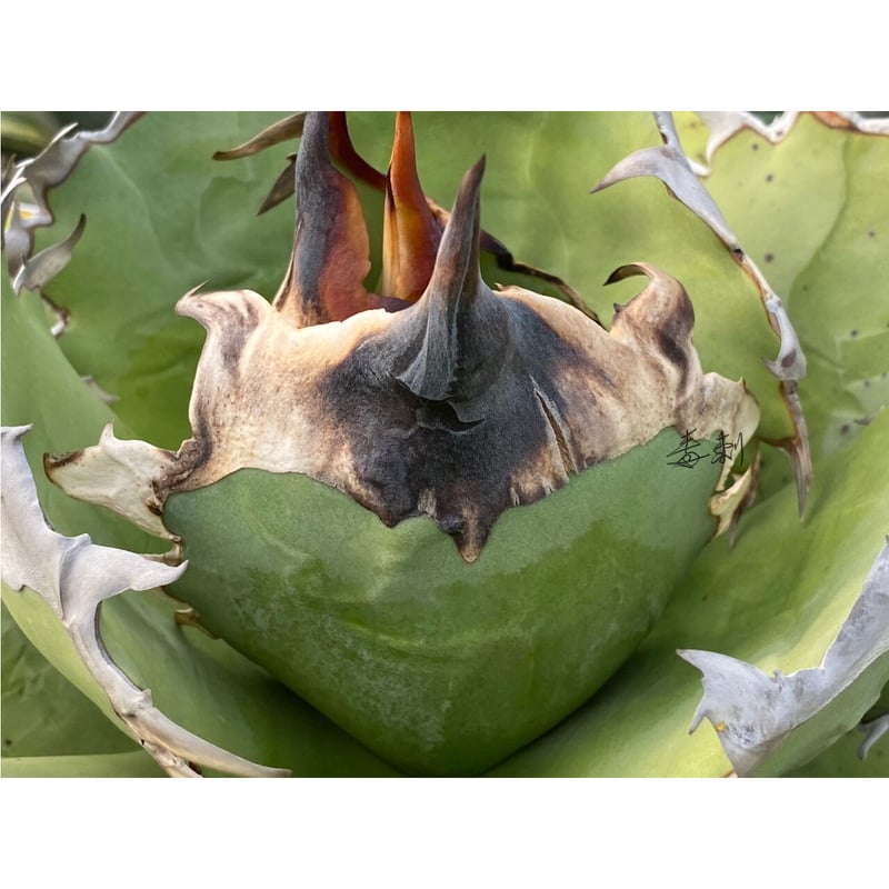 レア新種❤️海王④❤️シーキング アクアマン アエオニウム 抜き苗