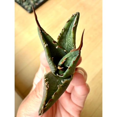 agave海王 | STORES