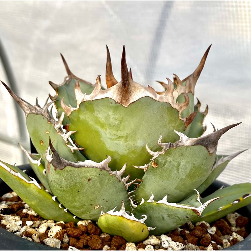 アガベ agave チタノタ titanota『鳳凰』極上棘発根済み厳選子株 