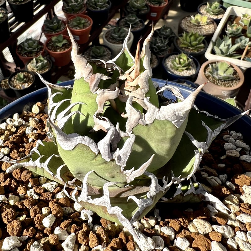 アガベ チタノタ シーザー 凱撒 AGAVE TITANOTA “Caesar“ - 観葉植物