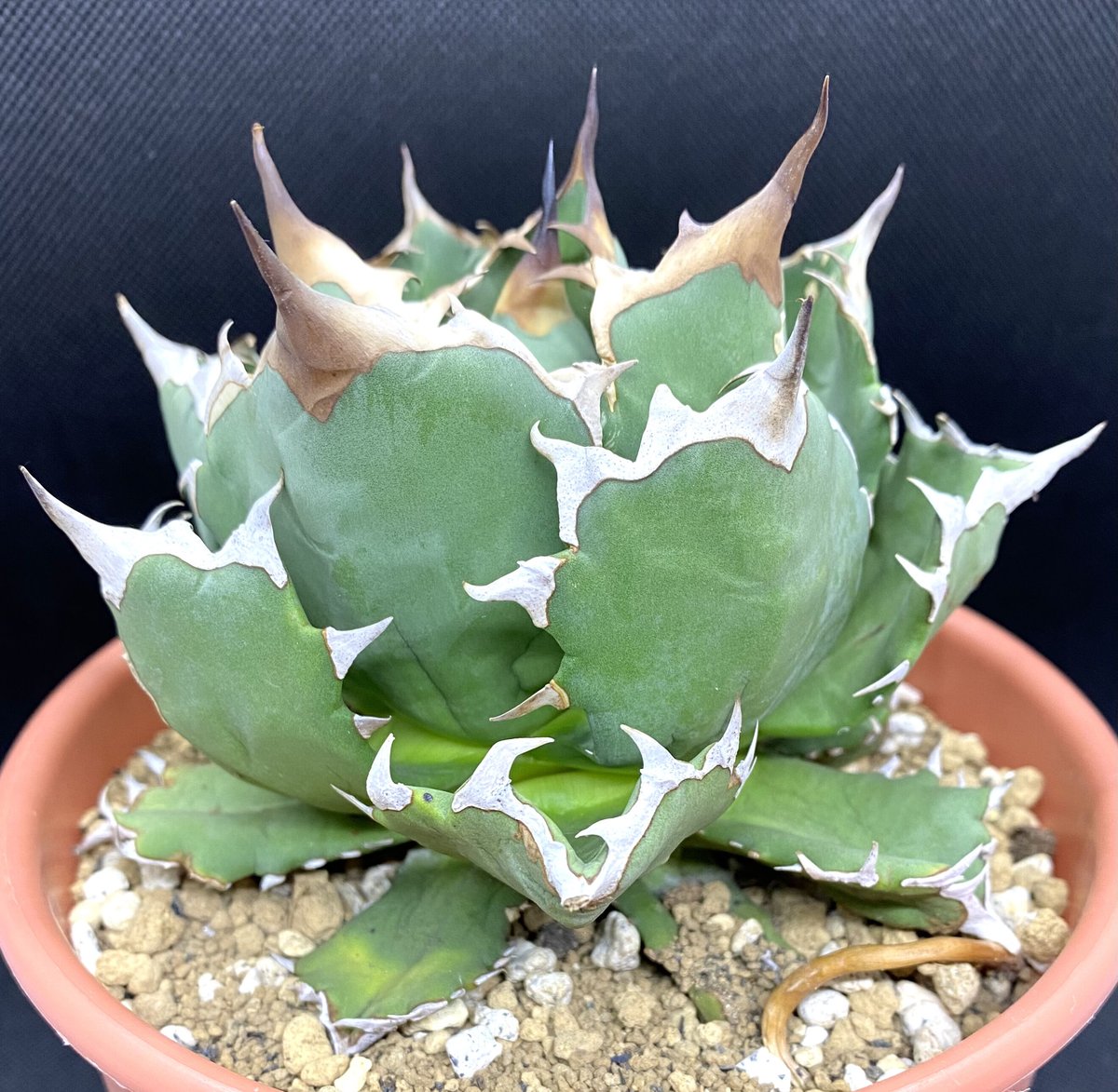 Agave titanota 318狂刺 子株 アガベ チタノタ ポートエデン 【公式通販】